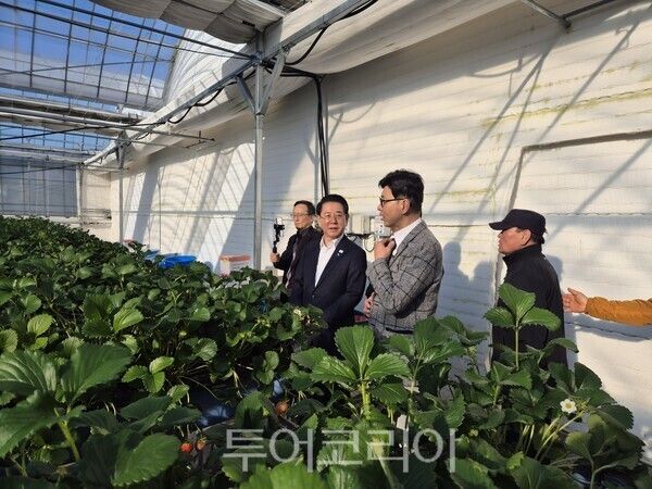 김영록 예비후보가 지난 19일 보성군 청년농업인 딸기스마트팜 현장을 방문해 둘러보고 있다. /사진-박정규 기자