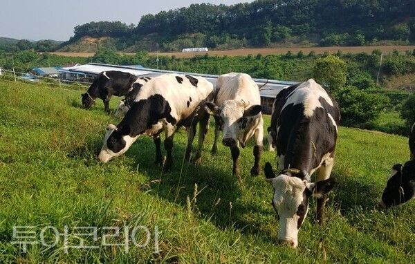 ▲깨끗한 축산농장 지정 농장 모습. /사진-부여군