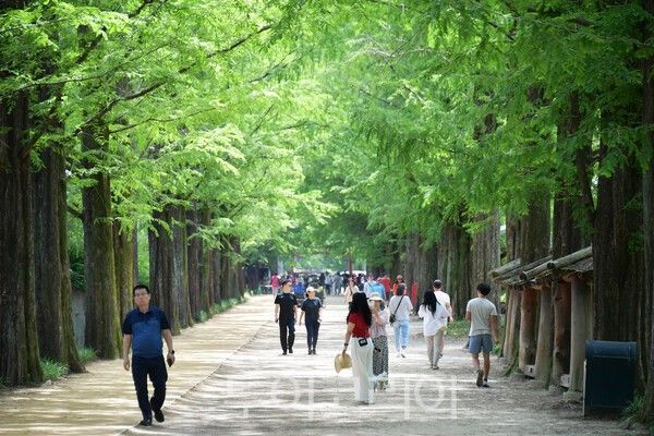 메타세쿼이아길 전경. /사진-담양군