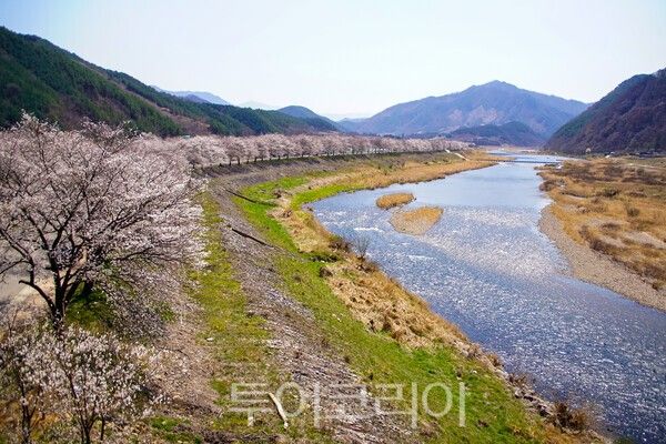 무주군 대차리 서면마을의 금강변 벚꽃풍경 / 사진_투어코리아 유지훈 기자