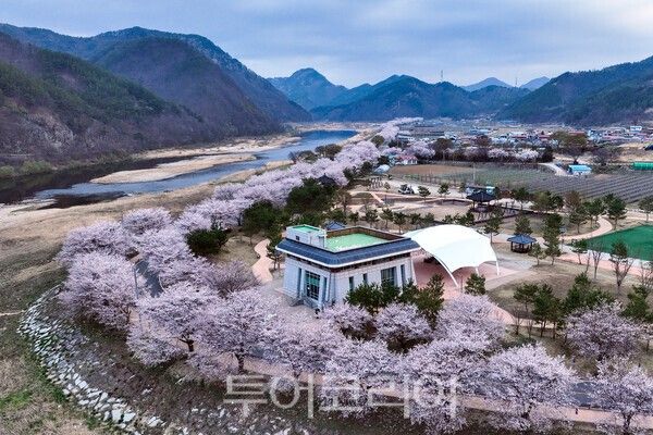 무주군 대차리 서면마을 소이나루의 벚꽃풍경 / 사진_투어코리아 유지훈 기자