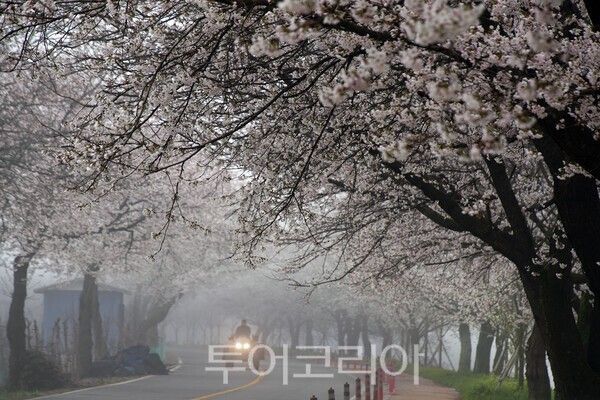 무주군 대차리 서면마을의 벚꽃풍경 / 사진_투어코리아 유지훈 기자