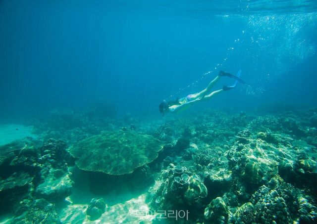 팔라완 테이블 산호 /사진-필리핀 관광부