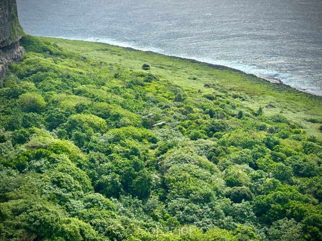 버드 생추어리에서 마리아나 과일박쥐가 절벽과 바다 사이를 자유롭게 활공하고 있다./ 사진- 박은하 기자