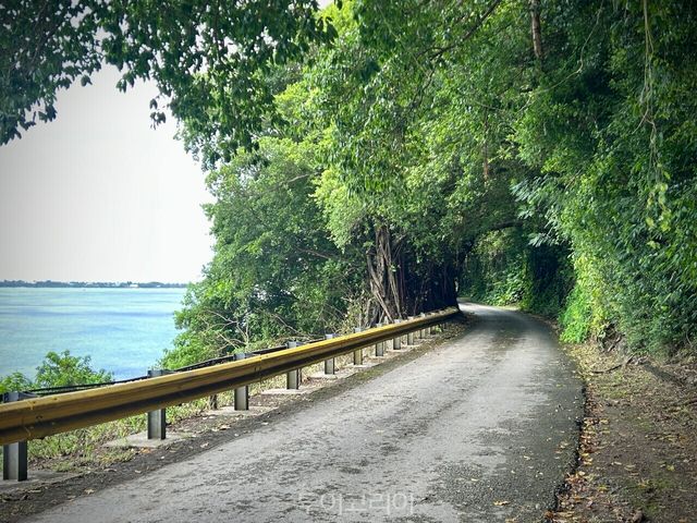해안 절벽을 따라 이어진 가로수길. 평온한 풍경 뒤로 또 다른 이야기가 이어진다./ 사진- 박은하 기자