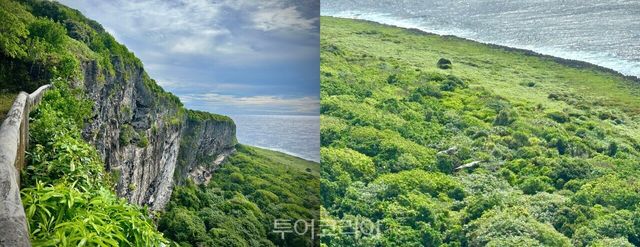 절벽과 숲, 바다가 이어지는 버드 생추어리 풍경(왼쪽) 위로 마리아나 과일박쥐 두 마리가 유유히 활공한다(오른쪽)./ 사진- 박은하 기자