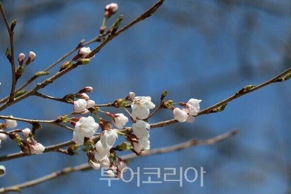 물향기수목원 왕벚나무/투어코리아뉴스 정명달 기자