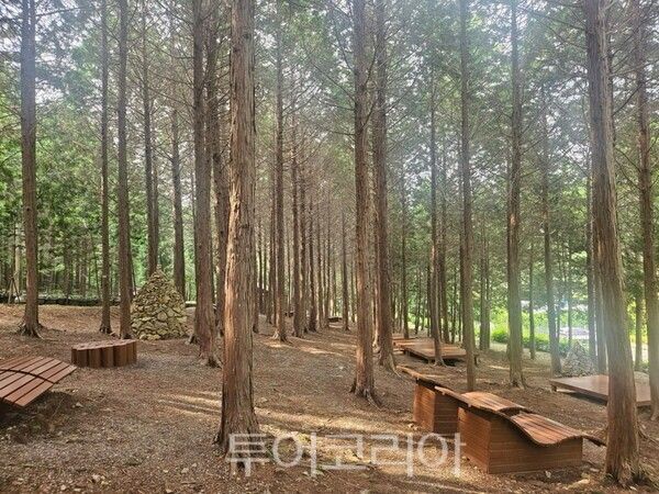 팔영산 편백치유의 숲. /사진-고흥군