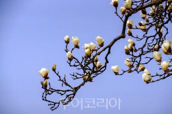 현충사 경내에 피어난 묵련꽃 / 사진_투어코리아 유지훈 기자