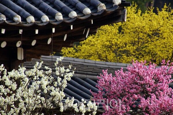 충무공 고택에 피어난 홍매화, 청매화, 산수유가 어우러진 모습 / 사진_투어코리아 유지훈 기자​