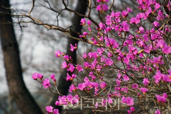 ​현충사 경내에 피어난 진달래꽃 / 사진_투어코리아 유지훈 기자