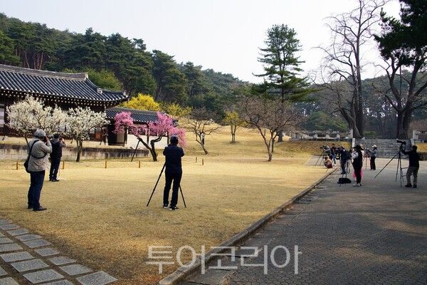 충무공 고택에 피어난 홍매화를 촬영하는 사진인들의 모습 / 사진_투어코리아 유지훈 기자