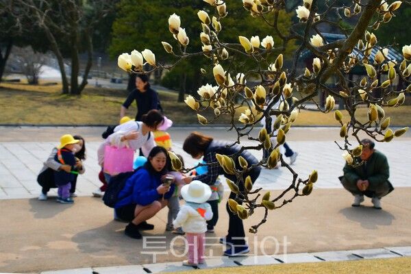 현충사를 찾아온 유치원생들이 목련꽃 앞에서 즐기는 모습 / 사진_투어코리아 유지훈 기자