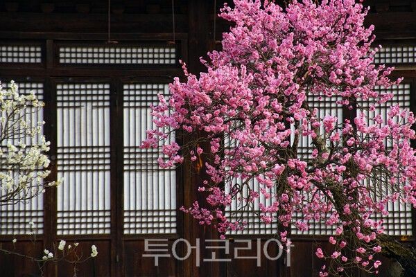 ​충무공 고택에 피어난 홍매화 풍경 / 사진_투어코리아 유지훈 기자