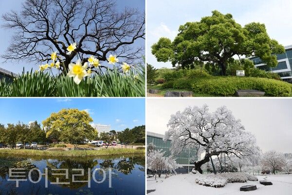 ▲천안종합운동장 실내체육관 앞 팽나무(보호수) 사계절 모습. /사진-충남도