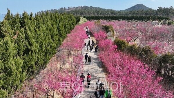 2026 섬 홍매화 축제. /사진-신안군