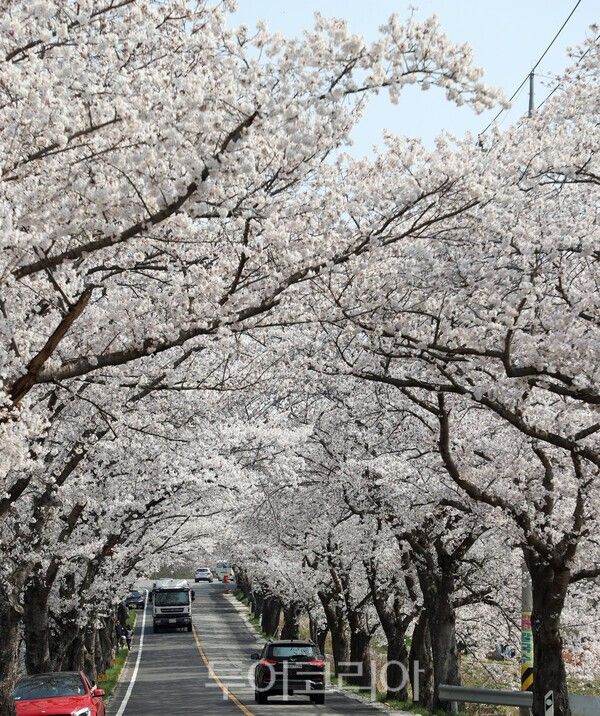 영암 벚꽃길 전경. /사진-영암군