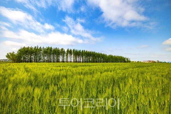 진봉 새만금 보리밭 전경. /사진-김제시