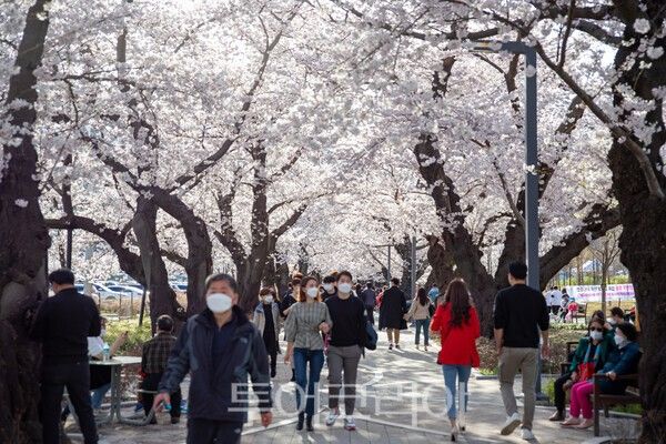 수령 100년에 달하는 왕벚나무가 장관을 이루는 울주 대표 벚꽃 명소인 작천정 벚꽃길/사진-투어코리아 김교환 기자