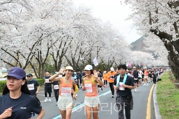 경주시는 4월 4일 제33회 벚꽃마라톤대회를 개최한다고 밝혔다. 사진은 지난 대회 모습/사진-경주시