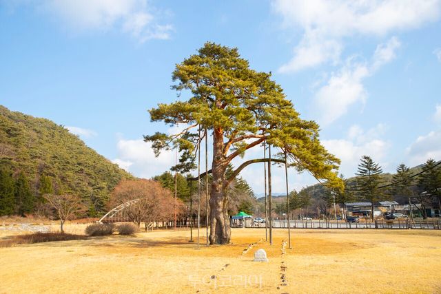 우리나라 천연기념물 제103호 보은 속리 정이품송/사진-투어코리아 김교환 기자