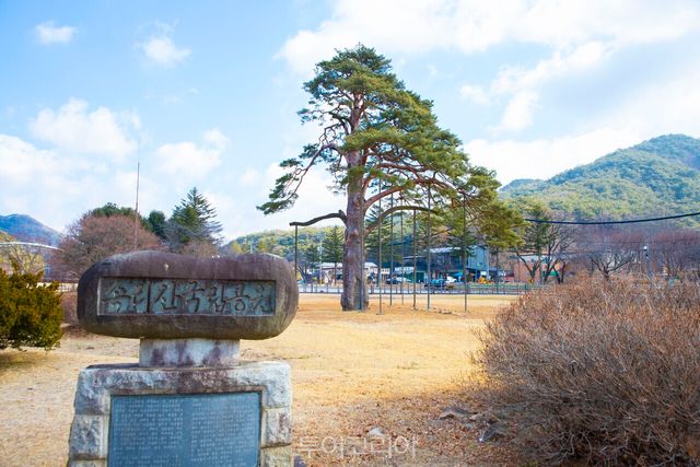 속리산 국립공원 입구에서 반갑게 여행객들을 맞이하는 정이품송/사진-투어코리아 김교환 기자