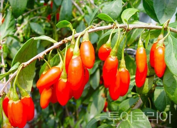 ▲구기자 화수(청양 18호) 모습. /사진-충남도