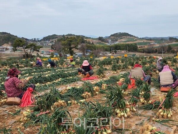 여성농업인 영농 활동 모습. /사진-전남도