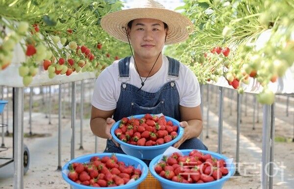 ▲청년농업인 딸기 수확 모습. /사진-당진시