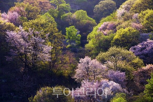 ​보곡산골의 아름다운 산벚꽃의 모습 / 사진_투어코리아 유지훈 기자