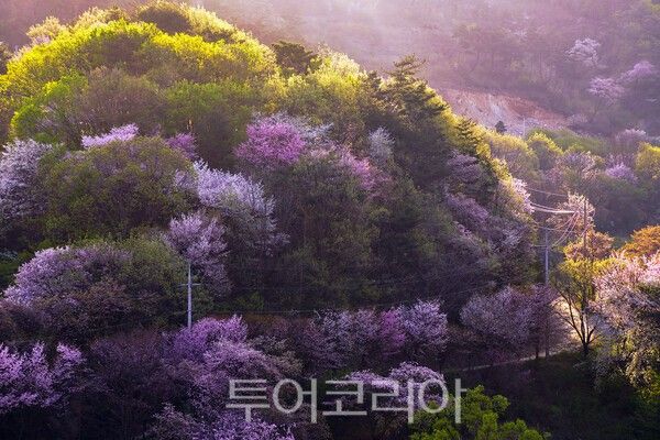 보곡산골의 아름다운 산벚꽃의 모습 / 사진_투어코리아 유지훈 기자