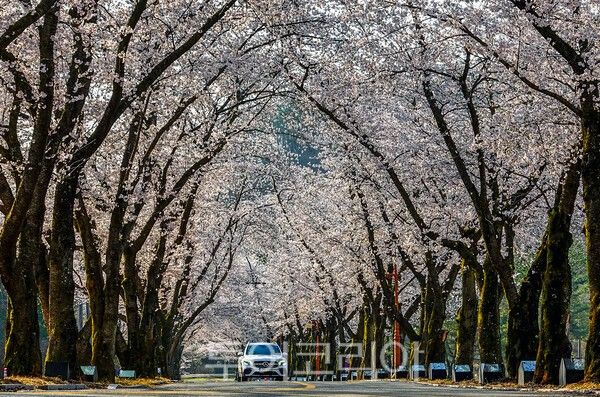 진안 남부 벚꽃길의 모습 / 사진_투어코리아 유지훈 기자