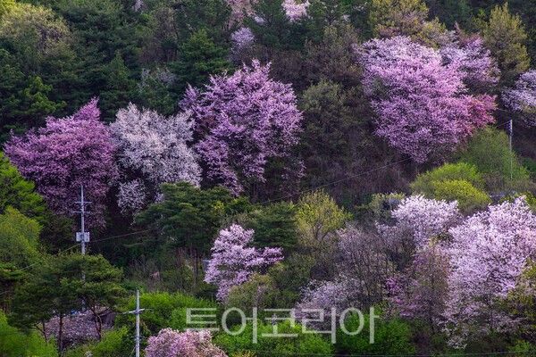 ​보곡산골의 아름다운 산벚꽃의 모습 / 사진_투어코리아 유지훈 기자