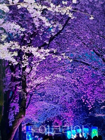 김포시와 김포문화재단이 지난 11일과 12일 양일간 2026 김포벚꽃축제 ‘오롯이 벚꽃’을 개최하고 있다.