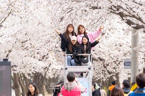 김포시와 김포문화재단이 지난 11일과 12일 양일간 2026 김포벚꽃축제 ‘오롯이 벚꽃’을 개최하고 있다.