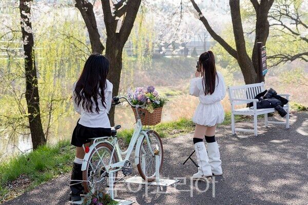 김포시와 김포문화재단이 지난 11일과 12일 양일간 2026 김포벚꽃축제 ‘오롯이 벚꽃’을 개최하고 있다.