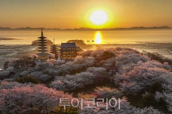 태안 안면암의 벚꽃과 일출 / 사진_투어코리아 유지훈 기자