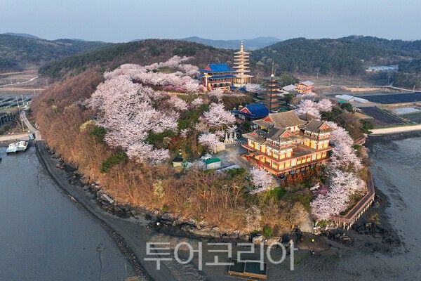 벚꽃으로 둘러쌓인 안면암의 모습 / 사진_투어코리아 유지훈 기자