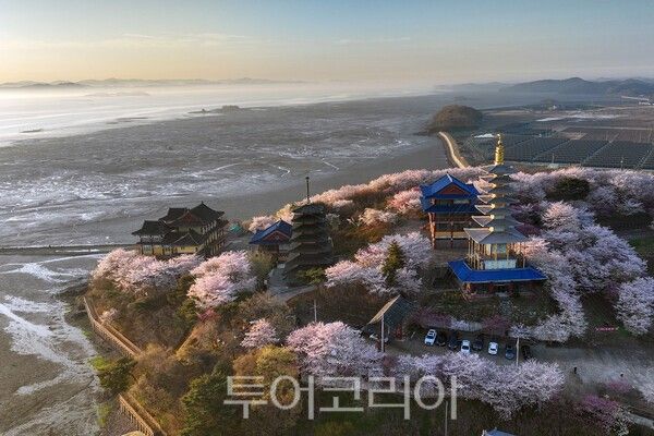 태안 안면암에 피어난 벚꽃의 아름다운 모습 / 사진_투어코리아 유지훈 기자