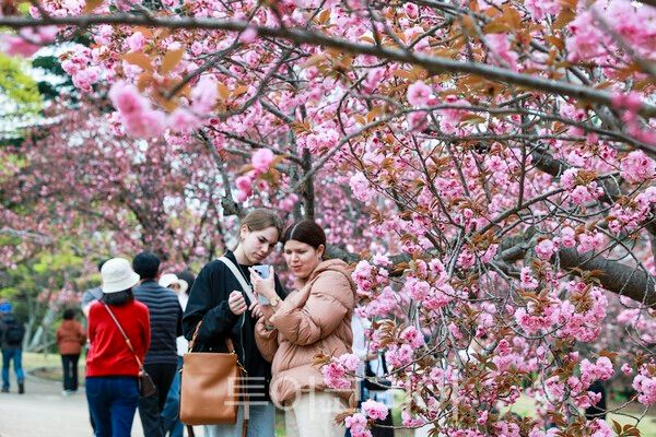 지난 14일 불국사공원 겹벚꽃 아래에서 방문객들이 사진을 찍으며 추억을 남기고 있다./사진-경주시