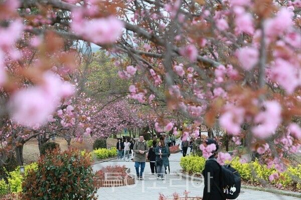 지난 14일 경주 불국사공원 산책로에서 관광객들이 분홍빛 꽃길을 걸으며 봄 정취를 즐기고 있다./사진-경주시