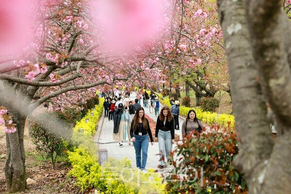 지난 14일 겹벚꽃이 터널을 이룬 불국사공원에 상춘객들의 발길이 이어지고 있다./사진-경주시