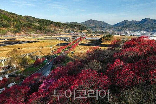 아름다운 홍도화가 피어있는 길 / 사진_투어코리아 유지훈 기자