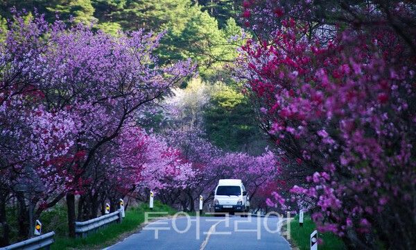 아름다운 홍도화가 피어있는 길 / 사진_투어코리아 유지훈 기자