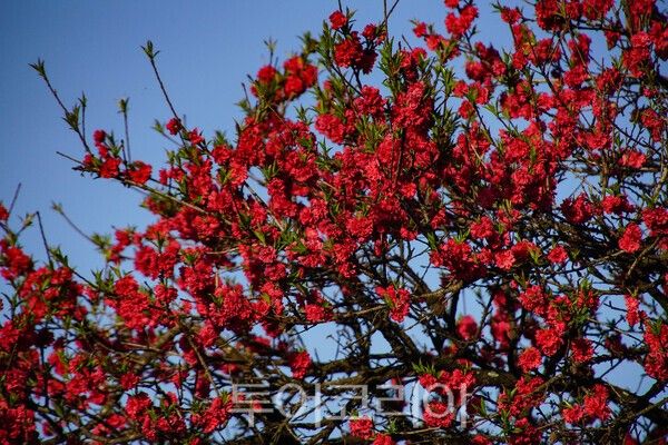 아름다운 홍도화의 모습 / 사진_투어코리아 유지훈 기자