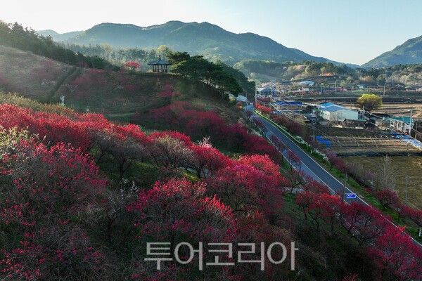 아름다운 홍도화가 피어있는 동산 / 사진_투어코리아 유지훈 기자