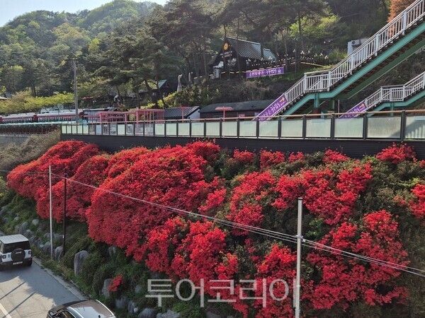 곡성군 섬진강변 철쭉 전경. /사진-곡성군