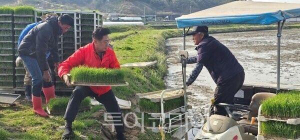 전진선 양평군수가 올해 첫 모내기 현장에서 모판을 나르고 있다/투어코리아뉴스 정명달 기자