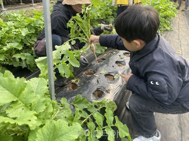 농산물 수확체험/사진=서울시농업기술센터