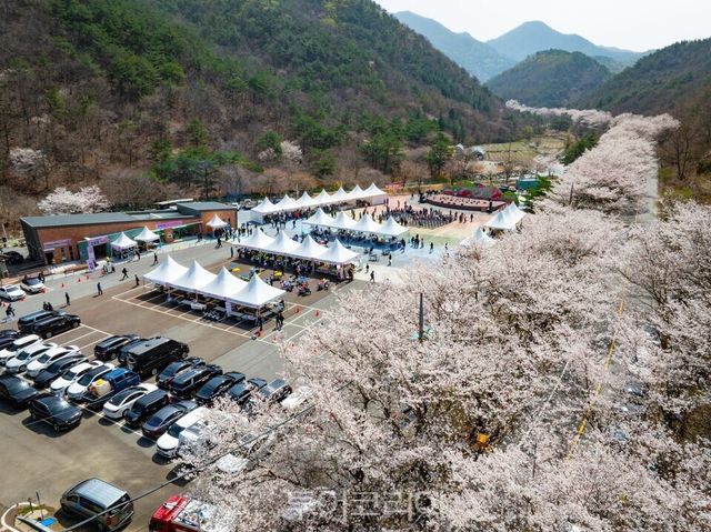 금산 보곡산골 산벚꽃 축제 모습 ,/사진=금산문화관광축제재단